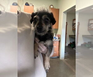 Dachshund-Unknown Mix Dogs for adoption in Santa Cruz, CA, USA