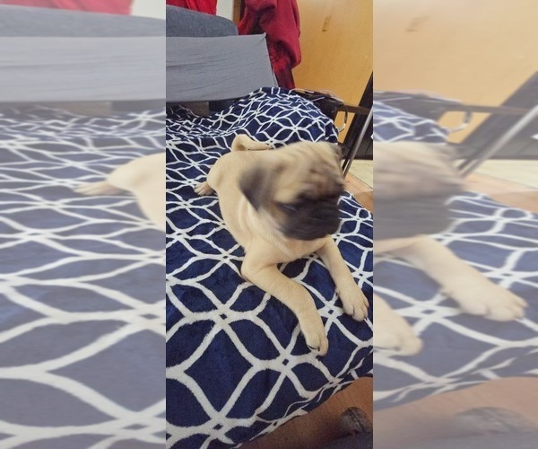 Medium Photo #3 Pug Puppy For Sale in NEW IPSWICH, NH, USA