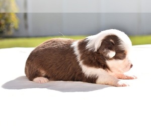 Miniature Australian Shepherd Puppy for sale in PALM COAST, FL, USA