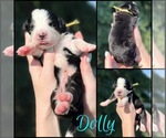 Puppy Dolly Great Bernese