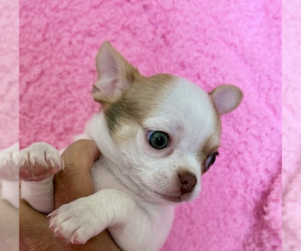 Medium Photo #6 Chihuahua Puppy For Sale in SPARKS, NV, USA
