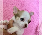Small #5 Chihuahua
