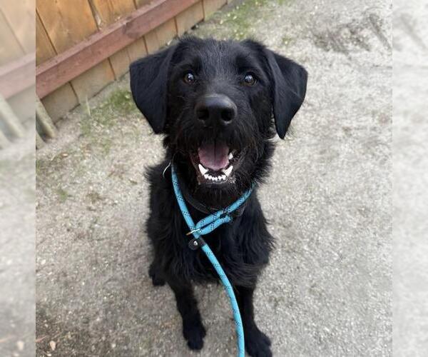 Medium Photo #5 Wirehaired Pointing Poodle Puppy For Sale in San Diego, CA, USA