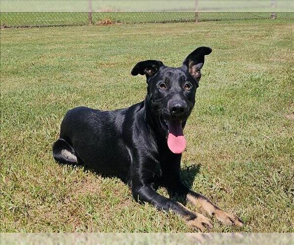 Medium Photo #1 German Shepherd Dog-Unknown Mix Puppy For Sale in Grovetown, GA, USA