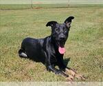 Small German Shepherd Dog Mix
