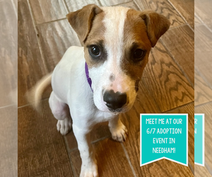 Mutt Dogs for adoption in Boston, MA, USA