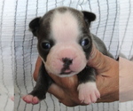 Puppy Spanky Boston Terrier