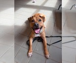 Small Mutt