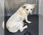 Small Chihuahua Mix