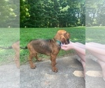 Small Photo #6 Bloodhound Puppy For Sale in OLIN, NC, USA