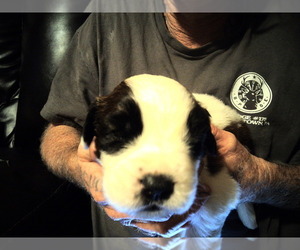 Saint Bernard Puppy for sale in JOHNSTOWN, PA, USA