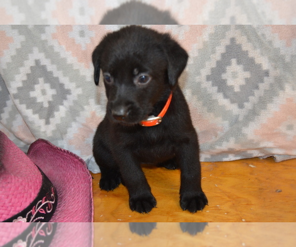 Medium Photo #1 Labrador Retriever Puppy For Sale in GREENWOOD, WI, USA