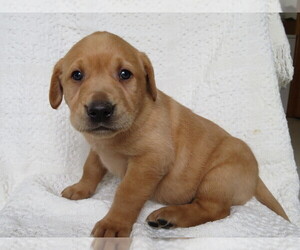 Labrador Retriever Puppy for sale in SHILOH, OH, USA