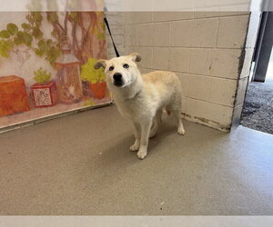 Siberian Husky Dogs for adoption in San Bernardino, CA, USA
