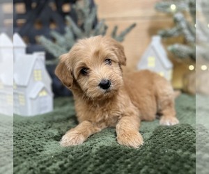Mini Whoodle (Wheaten Terrier/Miniature Poodle) Puppy for sale in DOSS, MO, USA