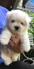 Maltese Puppy for sale in NAVASOTA, TX, USA