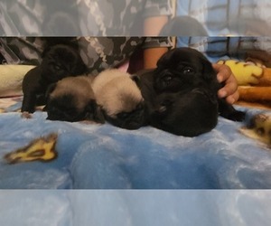 Pug Puppy for sale in GREELEY, CO, USA