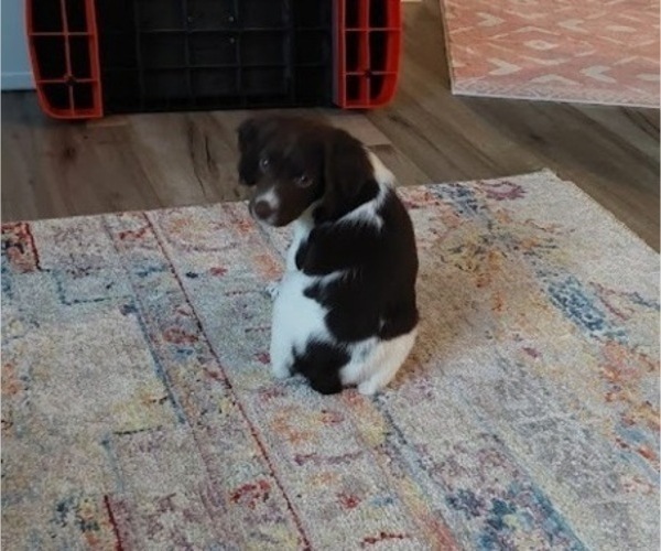 Medium Photo #12 Brittany Puppy For Sale in SOMERSET, OH, USA