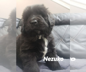 Newfoundland Puppy for sale in MARYLAND HEIGHTS, MO, USA