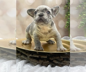 French Bulldog Puppy for sale in FOLSOM, CA, USA