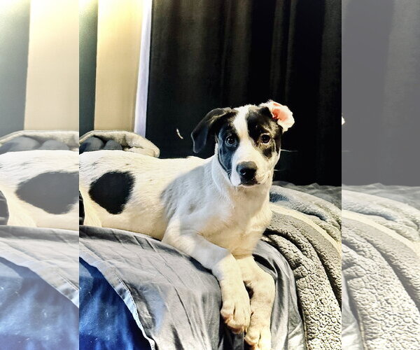 Medium Photo #1 Shepradors Puppy For Sale in Princeton, MN, USA
