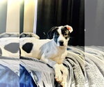 Dino - Female Shepradors Dog for Adoption - Small photo