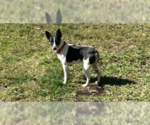 Small Photo #1 Rat Terrier-Unknown Mix Puppy For Sale in West Palm Beach, FL, USA
