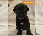 Puppy Puppy 4 Cane Corso