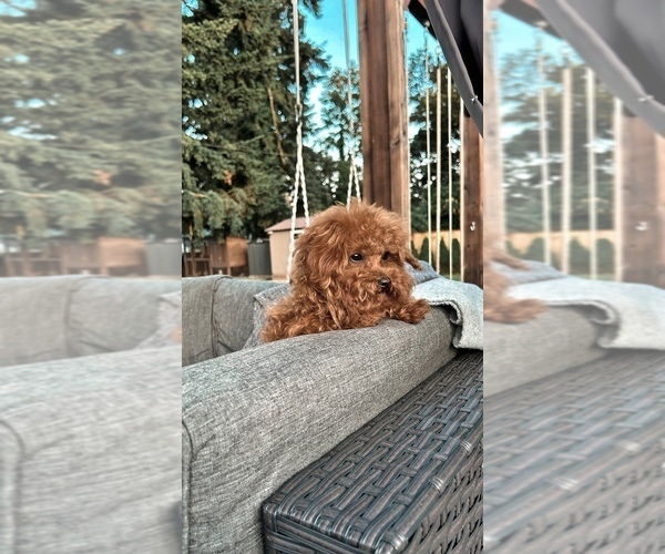 Medium Photo #3 Poodle (Toy) Puppy For Sale in PORTLAND, OR, USA