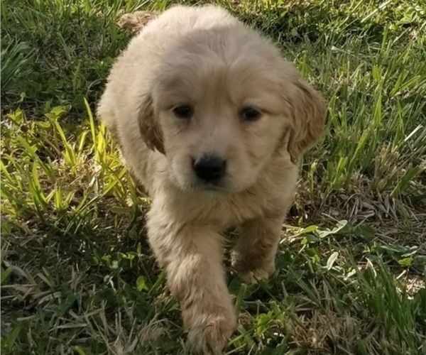 Medium Photo #2 Golden Retriever Puppy For Sale in TWIN FALLS, ID, USA