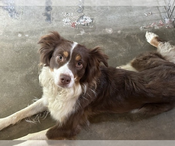 Medium Photo #1 Border-Aussie Puppy For Sale in BLUE RIVER, WI, USA