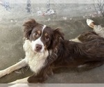 Small Photo #1 Border-Aussie Puppy For Sale in BLUE RIVER, WI, USA
