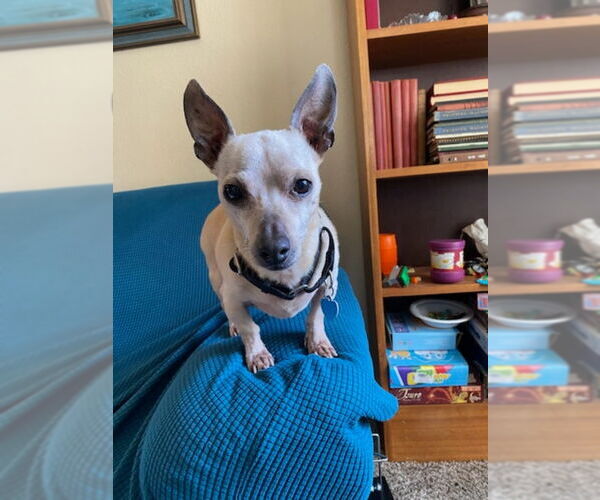 Medium Photo #8 Chihuahua-Unknown Mix Puppy For Sale in San Francisco, CA, USA