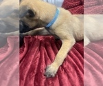 Small Photo #111 Belgian Malinois Puppy For Sale in REESEVILLE, WI, USA