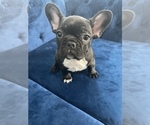 Small Photo #34 French Bulldog Puppy For Sale in CASTLE ROCK, CO, USA