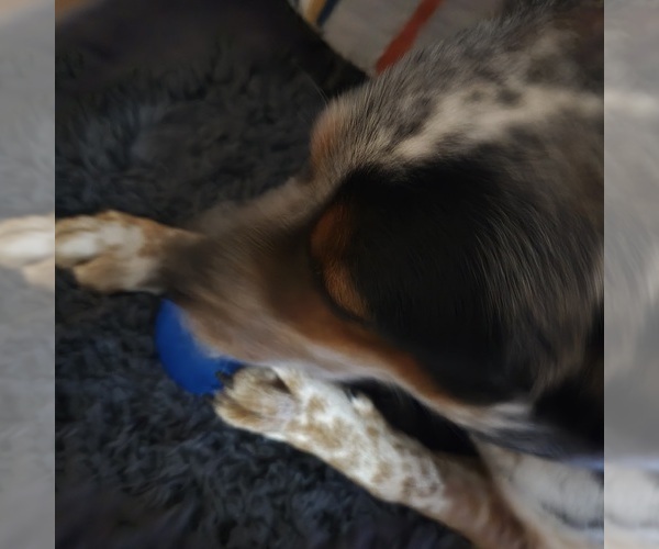 Medium Photo #4 Australian Cattle Dog Puppy For Sale in PUYALLUP, WA, USA