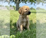 Small Photo #20 Golden Retriever Puppy For Sale in GREENFIELD, IN, USA