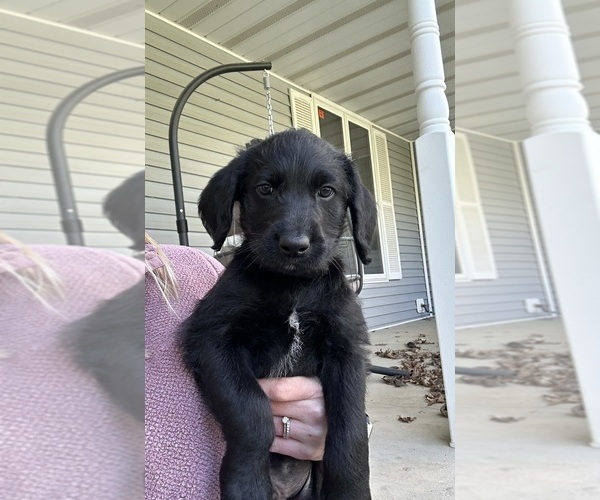 Medium Photo #10 Labradoodle Puppy For Sale in KIRKSVILLE, MO, USA