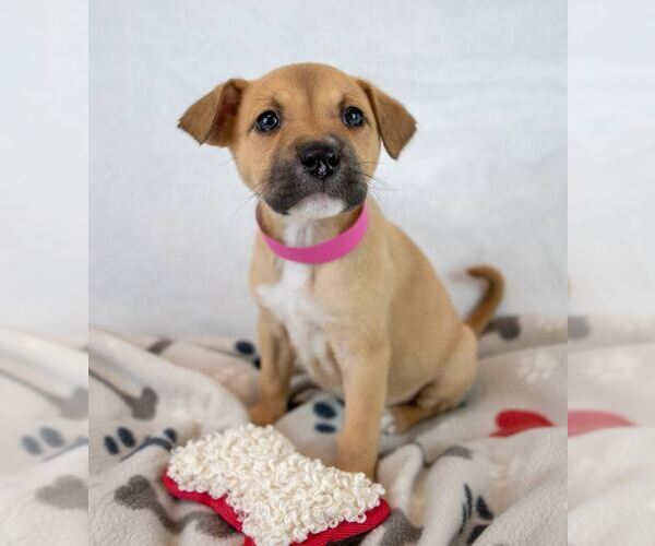 Medium Photo #2 Mutt Puppy For Sale in Kennesaw, GA, USA