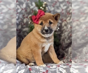 Shiba Inu Puppy for sale in OXFORD, PA, USA