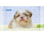 Small Shih Tzu