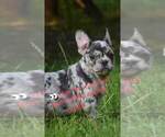 Small French Bulldog