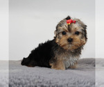 Small #2 Yorkshire Terrier