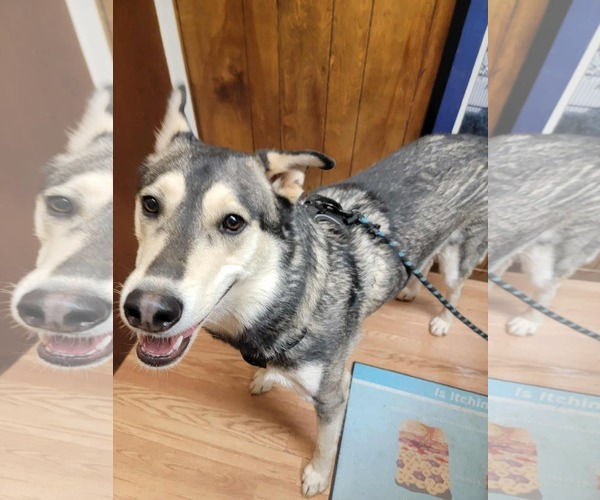 Medium Photo #3 Siberian Husky-Unknown Mix Puppy For Sale in Cedar Crest, NM, USA