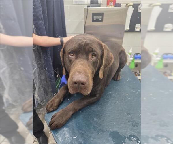 Medium Photo #1 Labrador Retriever-Unknown Mix Puppy For Sale in Mobile, AL, USA