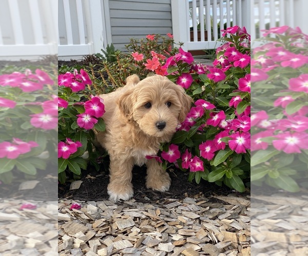 Medium Photo #5 Coton de Tulear-Poodle (Toy) Mix Puppy For Sale in CANOGA, NY, USA