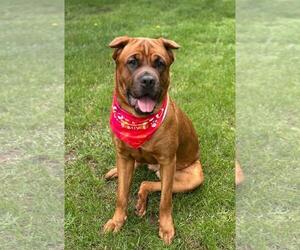 Mastiff-Unknown Mix Dogs for adoption in Spring Lake, NJ, USA