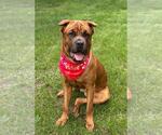 Small Mastiff Mix