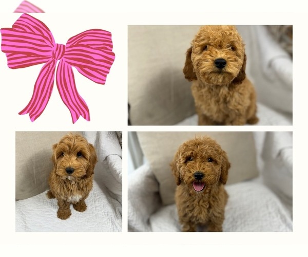 Medium Photo #1 Goldendoodle (Miniature) Puppy For Sale in LOS ANGELES, CA, USA
