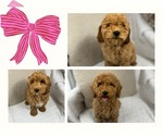 Small Photo #1 Goldendoodle (Miniature) Puppy For Sale in LOS ANGELES, CA, USA